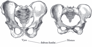 Male and female pelvis